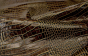 K1275-B GILDED GATOR