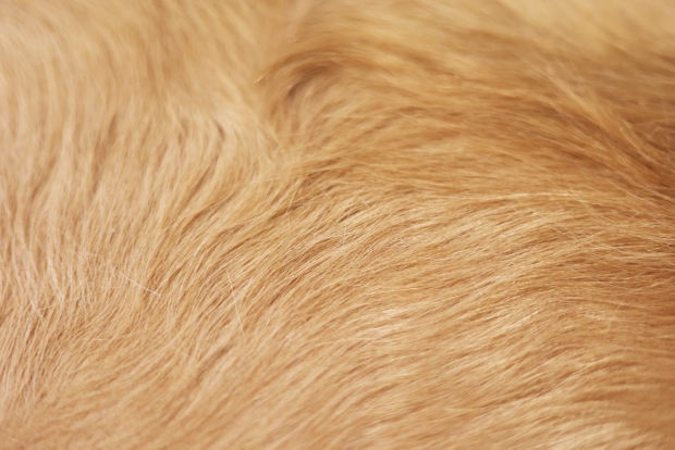 Tan Hair-On Hide Pre-Cuts